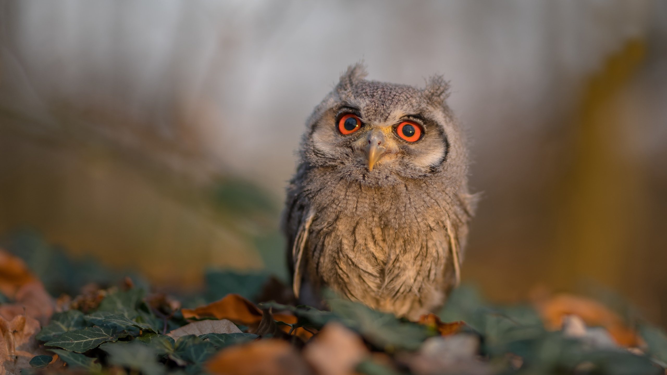 天府新区打造轻艇马拉松“样板赛事”